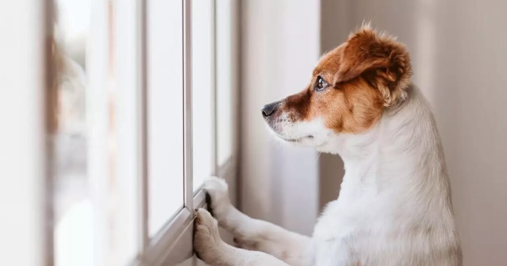 cachorro-ansioso-esperando-o-dono-na-janela