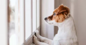 1003922162-ansiedade-em-cachorro