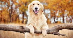 1200x627-golden-retriever-ozellikleri-ve-bakimi-evde-golden-retriever-nasil-bakilir-ve-yetistirilir-k1-1648542321622