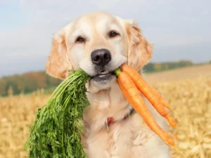 Alimentação Natural para Cães: Vale a Pena? Entenda os Benefícios e os Cuidados
