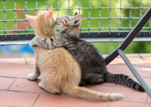 50-fotos-de-gatos-que-tornarao-seu-dia-melhor-11-jpg