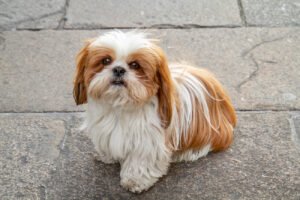 Shih Tzu: Tudo sobre uma das Raças mais queridas do Brasil