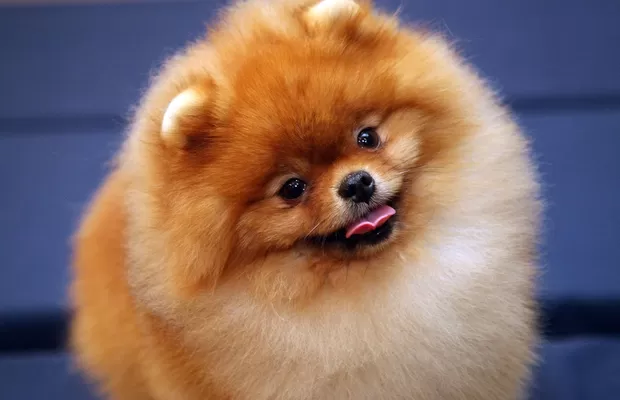 84660498 Cinco Raças de Cachorro Miniatura: Pequenos em Tamanho, Grandes em Fofura