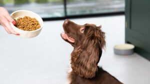 Article teaser dog feeding 2