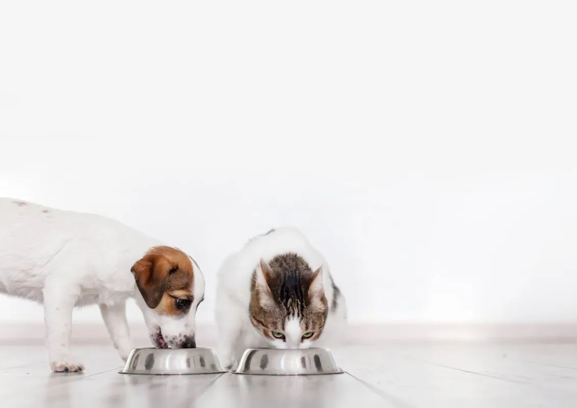 Caes-e-gatos-podem-compartilhar-a-racao0305730400202102051934 Ração Renal para Cães e Gatos