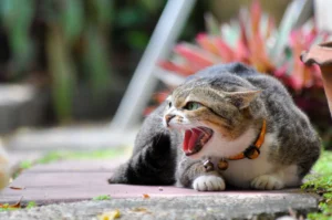 Gato agressivo: Entenda as causas e como resolver sem prejudicar a confiança do seu pet