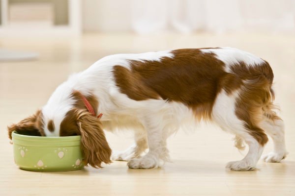 cachorro-comendo Qual a melhor ração para cachorro? O guia definitivo (e nada chato) para o seu pet brilhar!