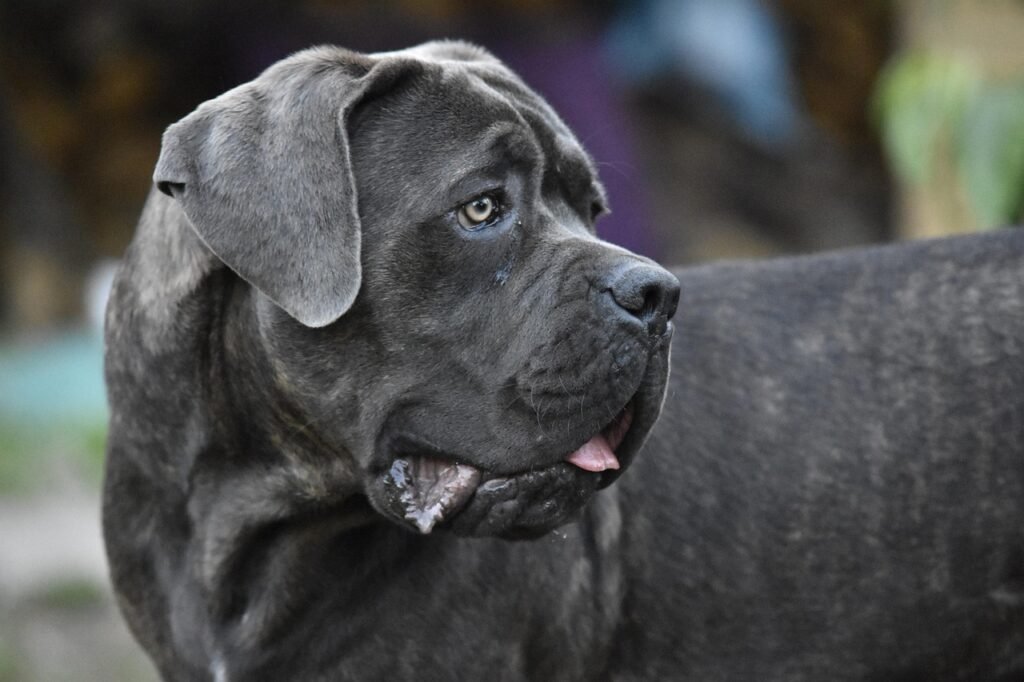 cane-corso-3925859_1280-1024x682 Cane Corso: O Gigante Gentil