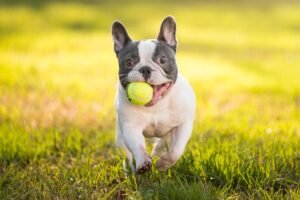 como_ensinar_o_meu_cachorro_a_trazer_a_bolinha_21639_1200