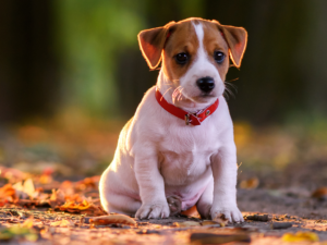 filhotes-de-cachorro-alcanc3a7am-o-c3a1pice-de-fofura-com-8-semanas1