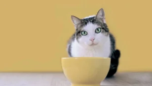 gato-cheirando-racao_1762473211824