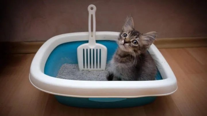 gato-na-caixa-de-areia