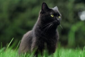 gato-preto-3-Petlove