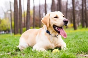 Labrador Retriever: Guia completo para quem procura um Companheiro Fiel