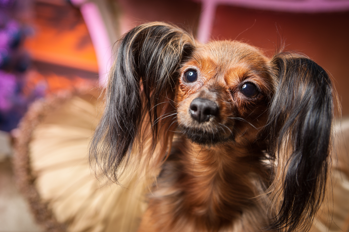 pequeno-cao-russo-capa Cinco Raças de Cachorro Miniatura: Pequenos em Tamanho, Grandes em Fofura