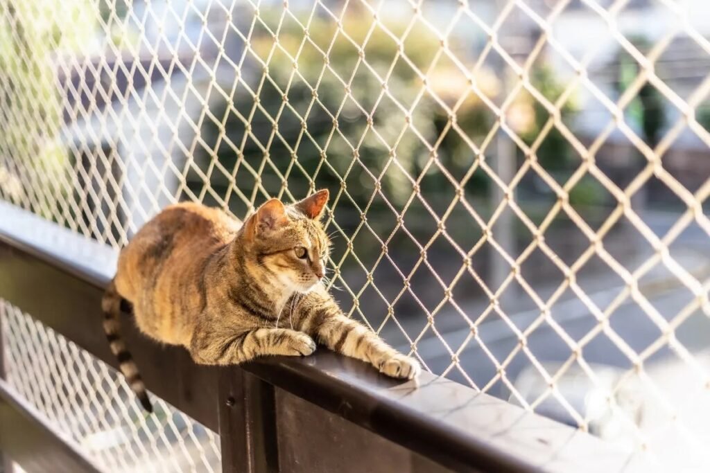 gato-vivendo-em-apartamento
