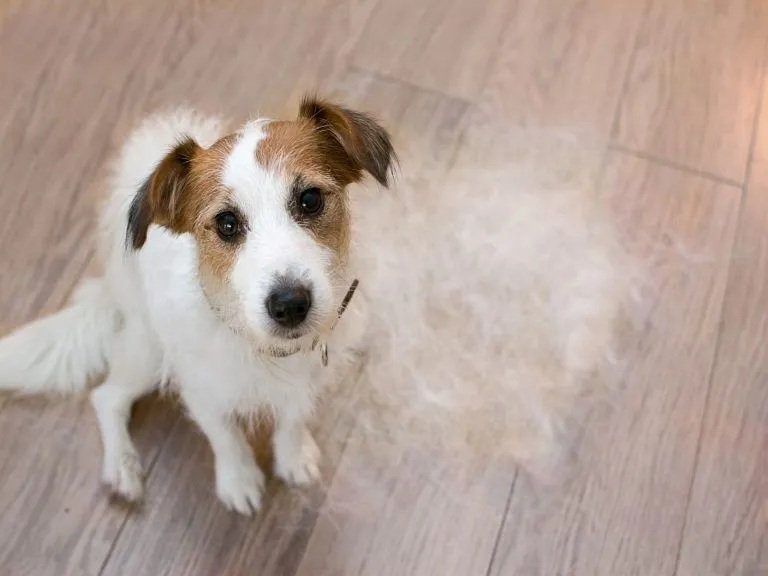 cachorro com queda de pelo