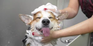 Banho em Cachorro: Como fazer da forma correta e sem estresse