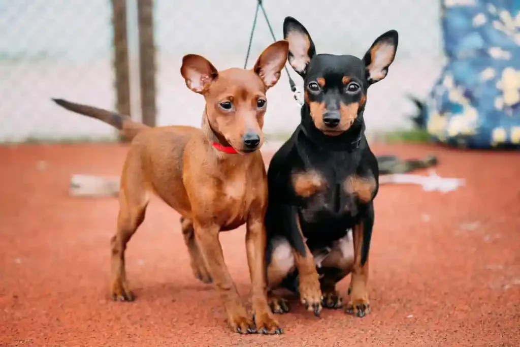 shutterstock_401517757-1024x683 Cinco Raças de Cachorro Miniatura: Pequenos em Tamanho, Grandes em Fofura