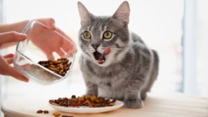 shutterstock_605469404-16x9-1-1-960x540
