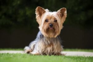 yorkshire-terrier