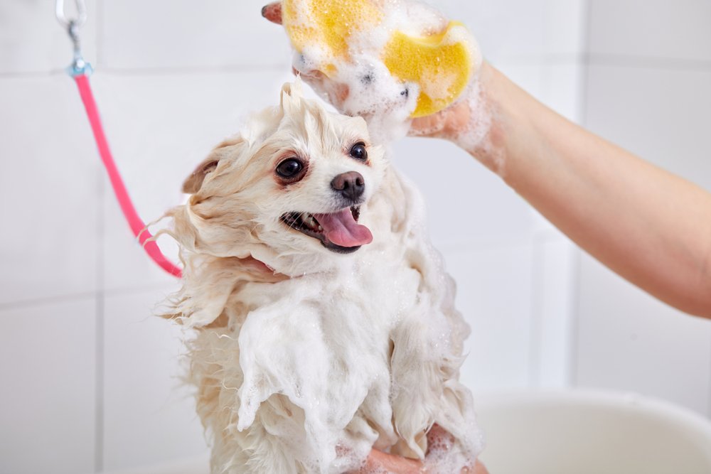 Cachorro tomando banho para eliminar pulgas