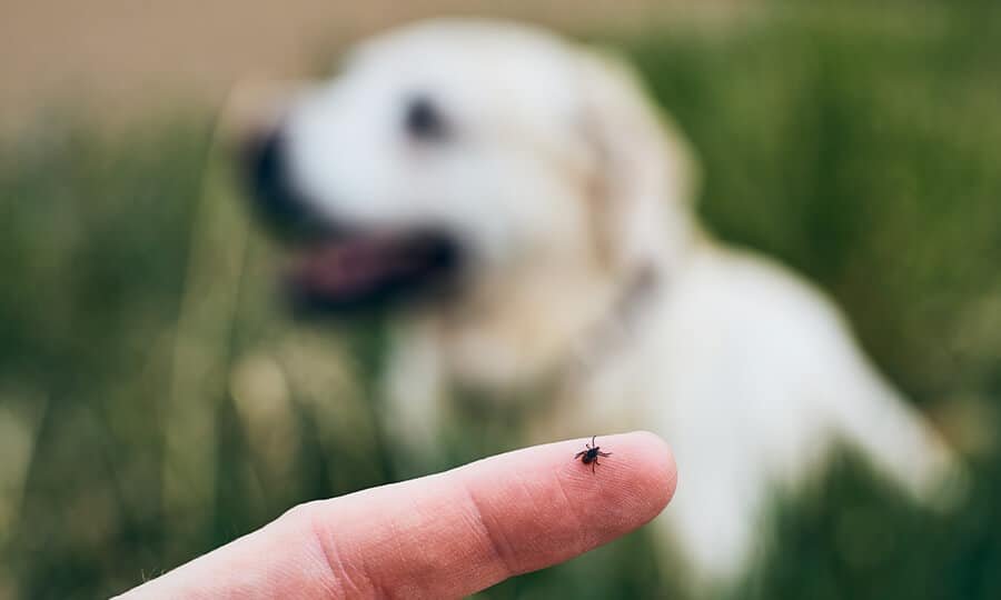 Ciclo de vida das pulgas em cachorros e no ambiente.