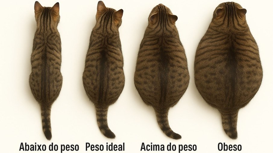 comparação entre gato com peso ideal e gato obeso