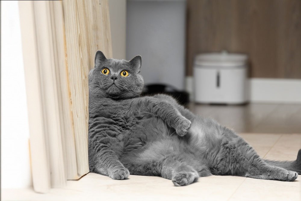 gato obeso com excesso de peso